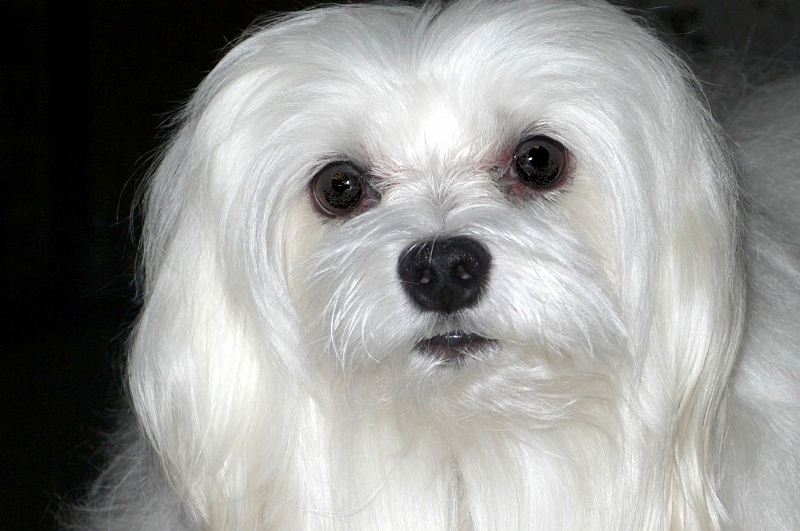 Snowdrop the Maltese  02.jpg